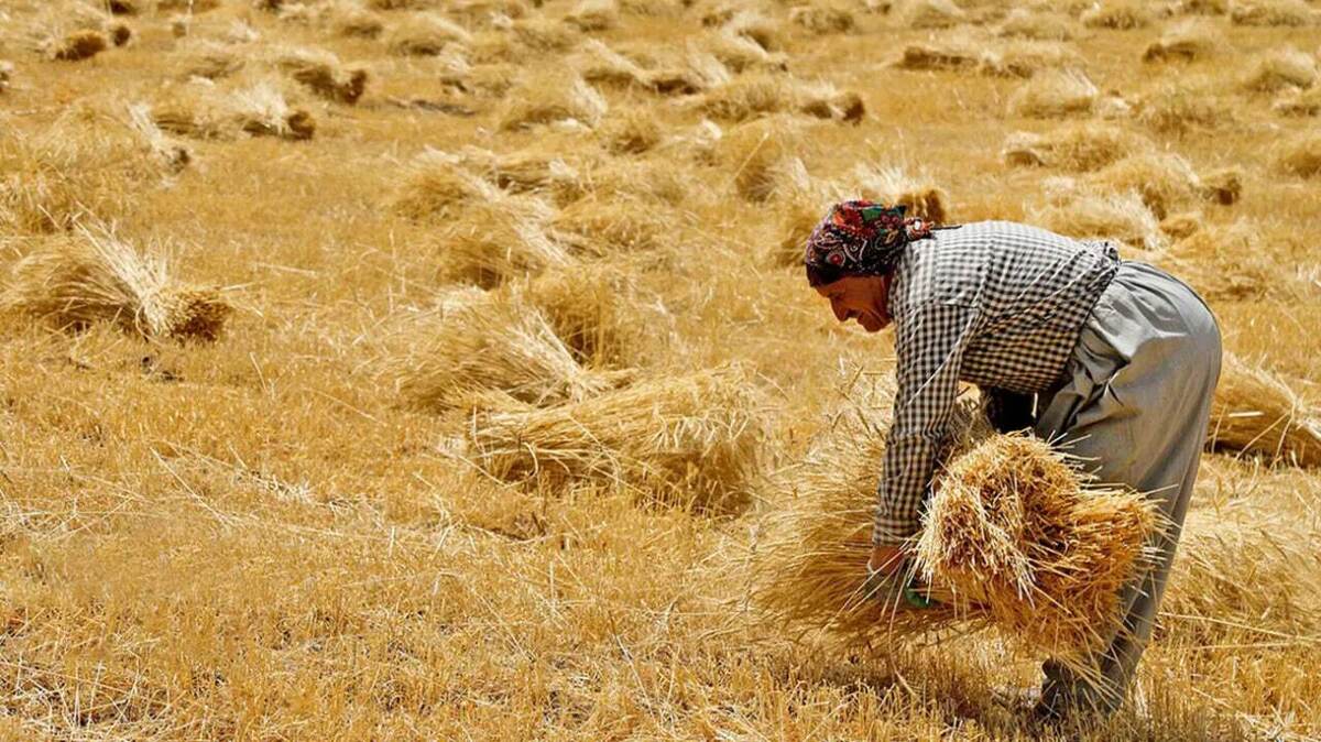 چقدر از بدهی ۲۰۰ هزار میلیاردی به گندم‌کاران تسویه شد؟