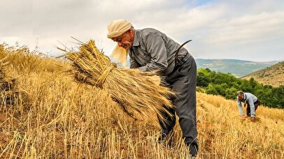 قیمت تضمینی گندم را قبول نداریم / نان ارزان سر از دامداری درمی‌آورد