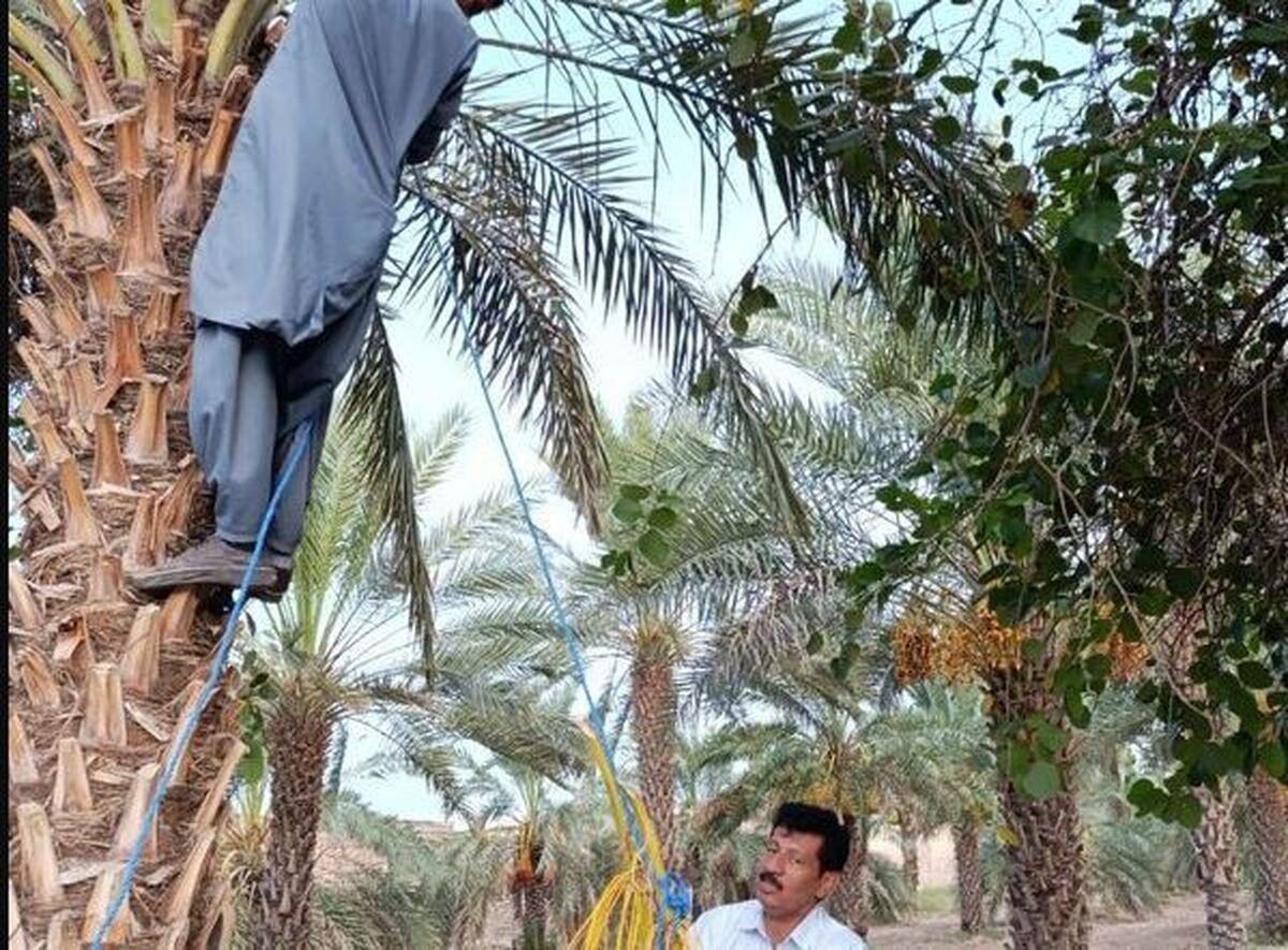 برداشت خرمای نخلستان‌ها آغاز شد