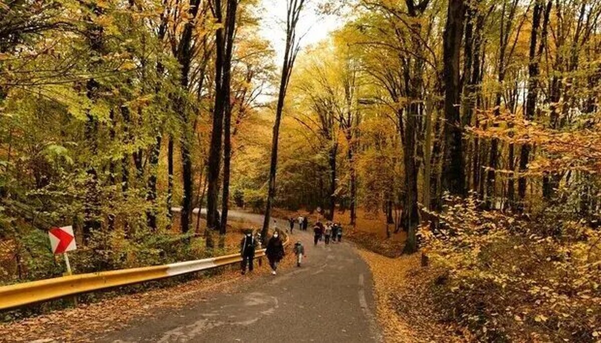 تماشایی‌ترین جنگل ایران در پاییز