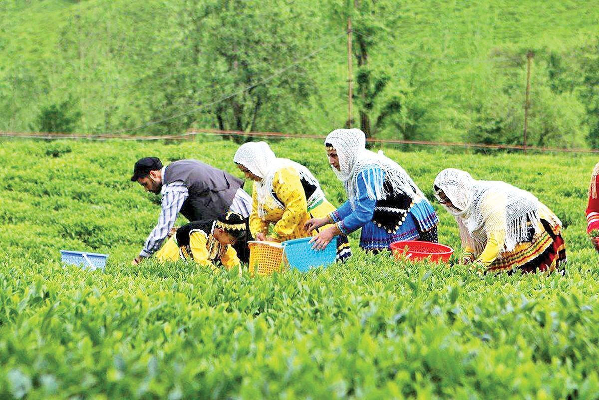 مطالباب چایکاران پرداخت شد؟ / خبر جدید