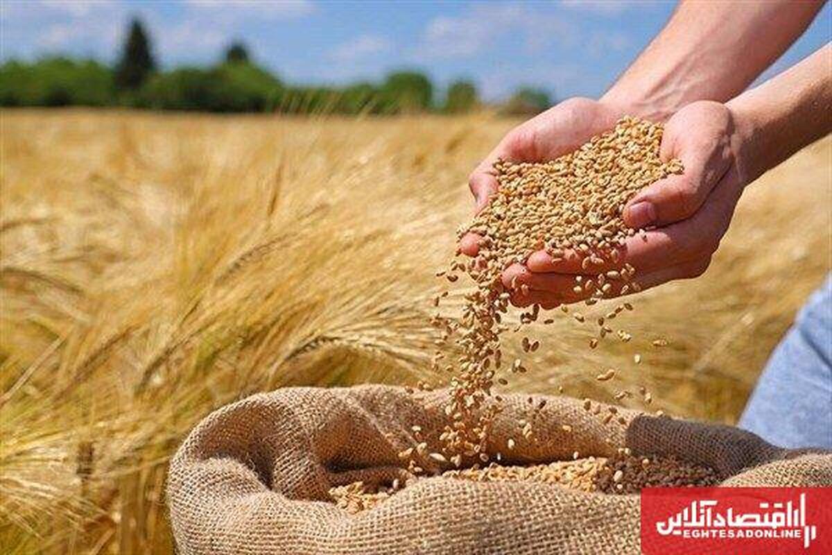  تلاش‌های نوین برای تحقق خودکفایی گندم در ایران 